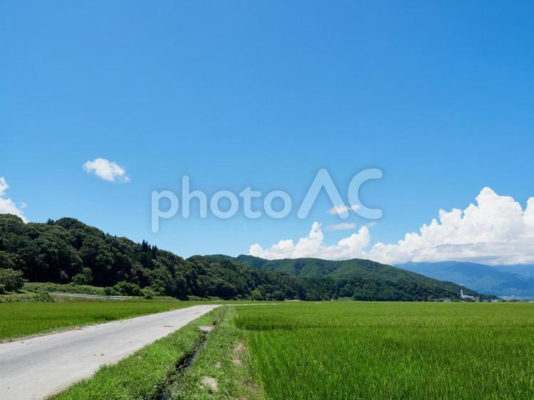 夏、青空・雲・水田の風景 長野県伊那市 夏,青空,雲の写真素材