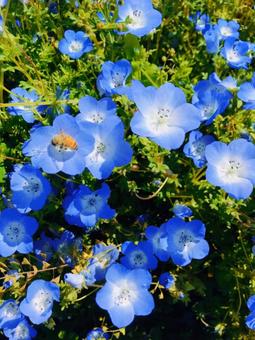 蜂も魅了するネモフィラ ネモフィラ,お花,お花畑の写真素材
