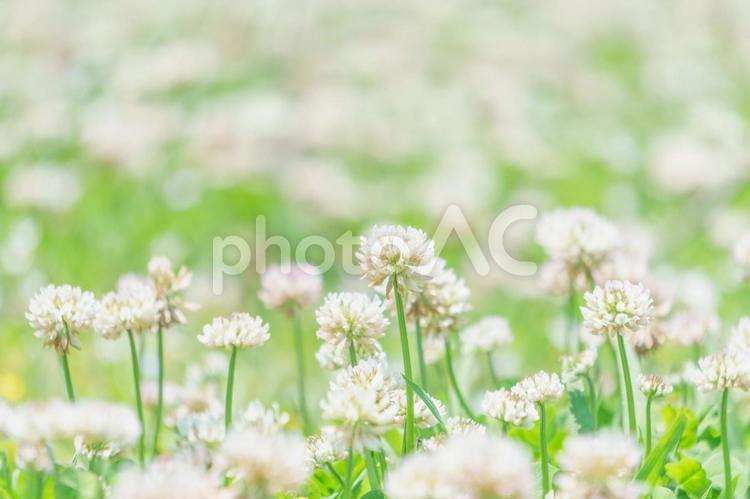 シロツメクサの花畑 春,花,シロツメクサの写真素材