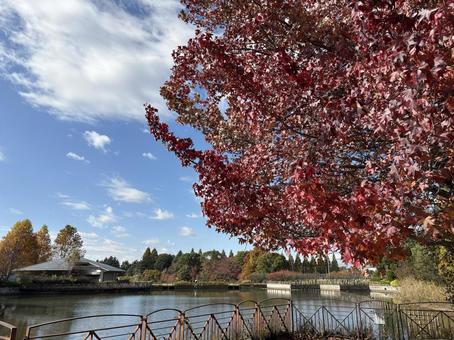 柏の葉公園の紅葉 千葉県,柏市,柏の葉公園の写真素材