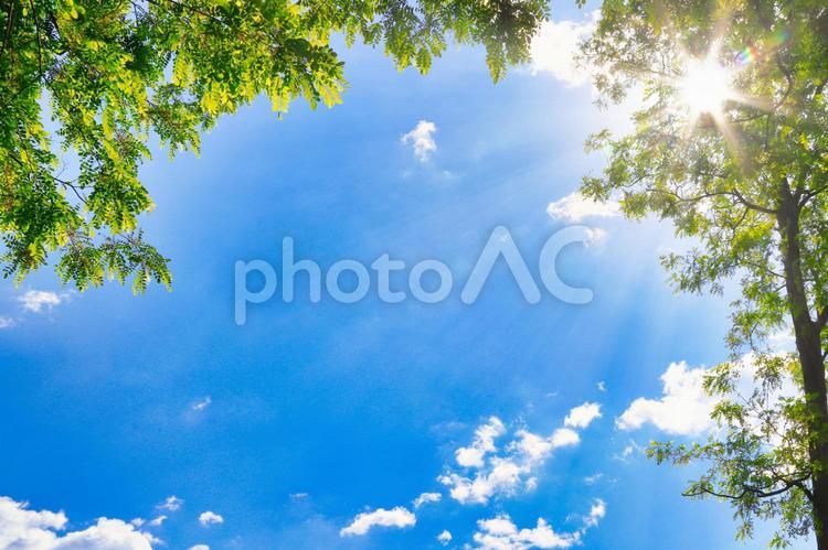 森林浴　太陽光線 夏,太陽,青空の写真素材