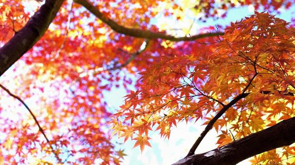 紅葉-1343 紅葉,モミジ,赤の写真素材