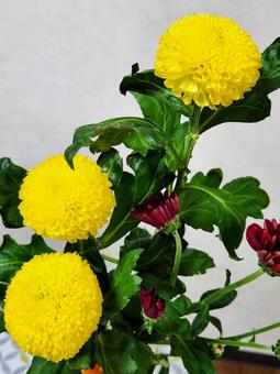 ピンポンマム4 ピンポンマム4 ピンポンマム,菊,花の写真素材