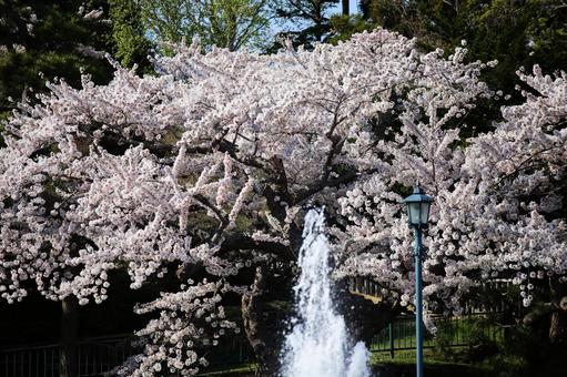 函館公園の美しい桜の花と噴水 函館公園の美しい桜の花と噴水 自然,桜の花,噴水の写真素材