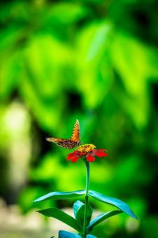 百日草の花に止まるヒョウモンチョウ 百日草の花に止まるヒョウモンチョウの写真