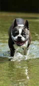 ボストンテリアの写真