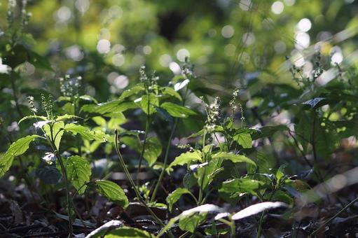 ヤマアイ ヤマアイ ヤマアイ,花,野草の写真素材