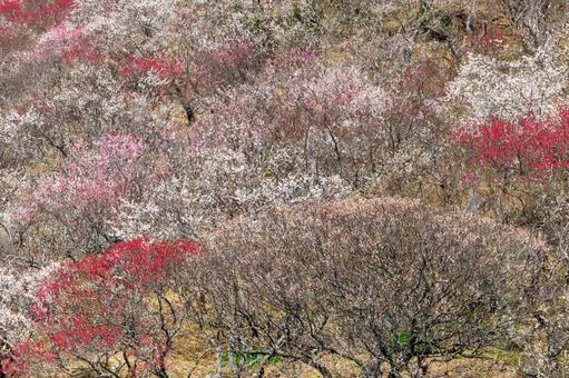 カラフルな梅林のある風景 梅,迎春,梅の花の写真素材