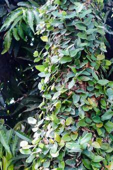 緑の葉で覆われた木の幹のクローズアップ ツタ,蔦,葉の写真素材