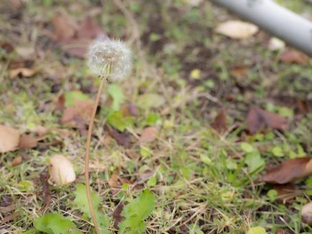 綿毛と雑草 綿毛と雑草の写真