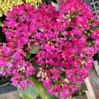 花★カランコエ 濃いピンク 花★カランコエ 濃いピンクの写真