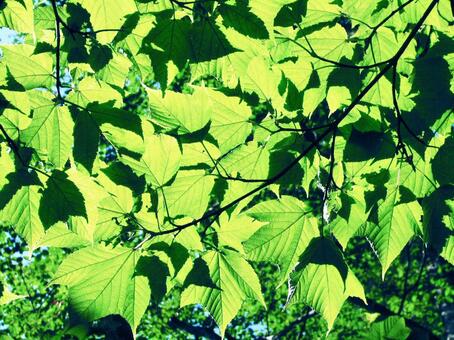 ウリハダカエデの若葉 [改良版] ウリハダカエデ,新緑,若葉の写真素材