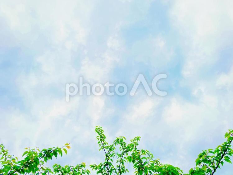 空と木の背景　青空に新緑の葉の素材 空,青空,晴れの写真素材