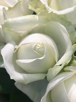 エレガントな白いバラ バラ,白,花の写真素材