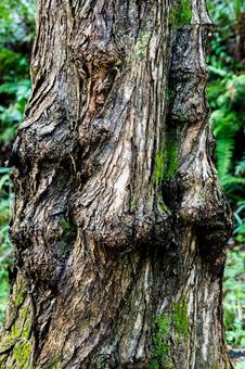 ユニークな樹木⑴ 樹木,樹皮,木の写真素材