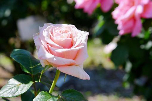 薔薇 ポールリカード 薔薇 ポールリカード 薔薇,ポールリカード,花の写真素材