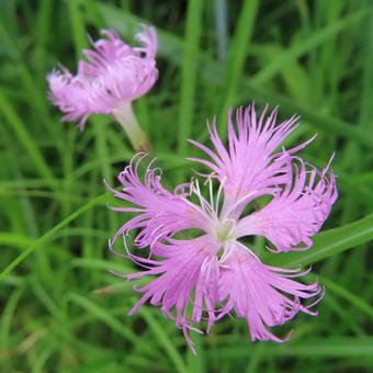Photo, kawaranadesico, kawaguchi tetsuya, flower, 