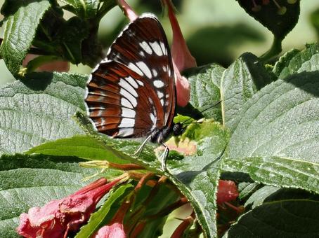 Photo, hummingbird (trochilidae family), butterfly, insect, 