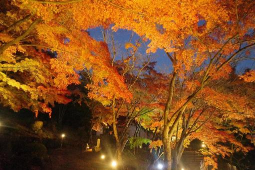 オレンジの紅葉 オレンジの紅葉の写真