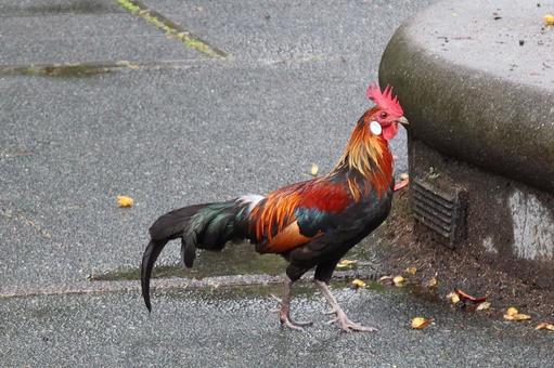 シンガポールのカラフルな鶏 シンガポールのカラフルな鶏の写真