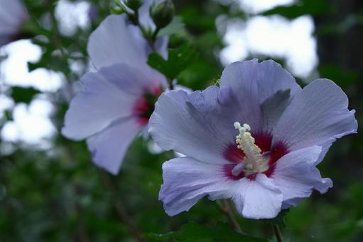 夏の茶室を彩る 夏の茶室を彩るの写真