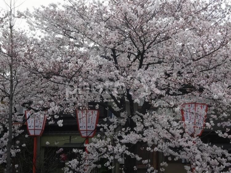 満開の桜 満開,桜,花見の写真素材