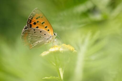 Language Of Flowers #64 Language Of Flowers #64の写真