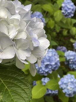 紫陽花・神戸森林植物園 紫陽花,花,雨の写真素材