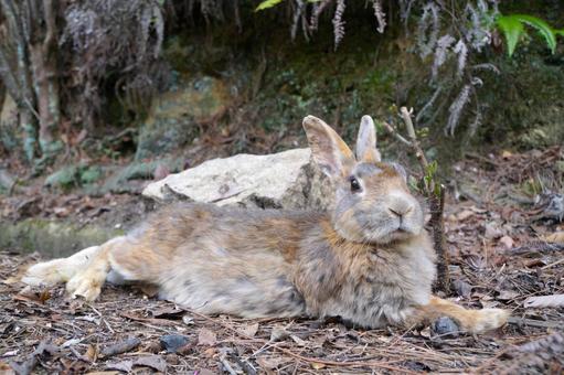 広島県大久野島の灰色のウサギ6 うさぎ,卯,フリー素材の写真素材
