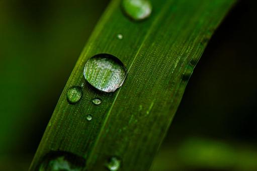Droplets on Bamboo, JPG Droplets on Bamboo, JPG