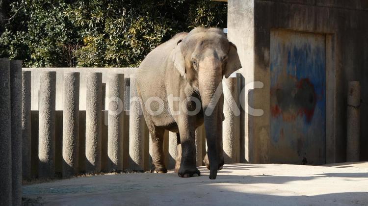 歩くアジアゾウ ゾウ,アジアゾウ,象の写真素材