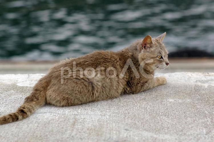 海の前で佇む港のキジトラ猫 ネコ,野良猫,キジトラ猫の写真素材