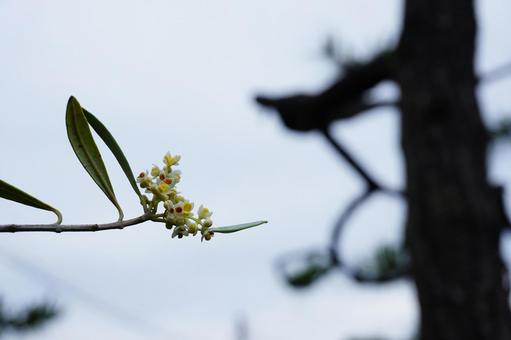 オリーブの花 オリーブの花 オリーブ,花,植物の写真素材