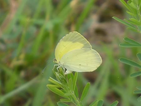 蝶の産卵 蝶の産卵 キチョウ,蝶々,チョウの写真素材