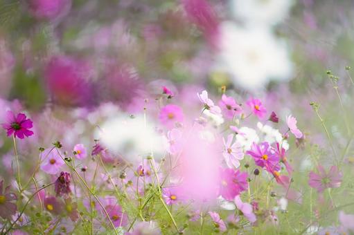 淡い光に包まれた夢のように美しい秋桜畑の写真