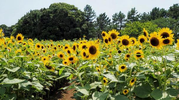 葛西臨海公園・向日葵&緑の木々・江戸川区 葛西臨海公園・向日葵&緑の木々・江戸川区の写真