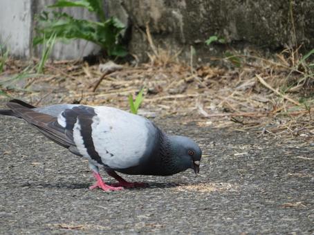 床ペロまじかのカワラバト カワラバト,鶴見川,野生の写真素材