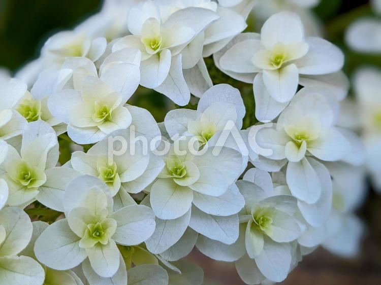 柏葉アジサイが満開です！ 柏葉アジサイ,アジサイ,花の写真素材