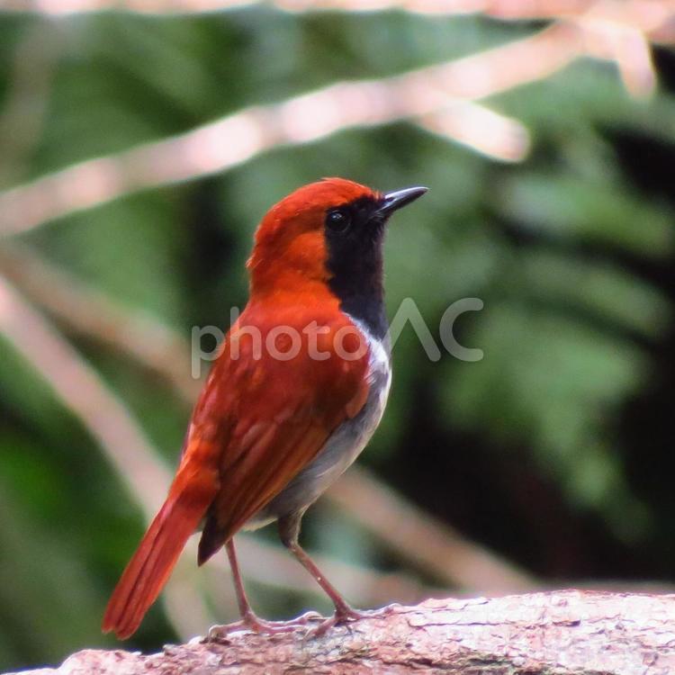ホントウアカヒゲ♂　オス　やんばるの森 沖縄県国頭村,世界自然遺産,鳥の写真素材