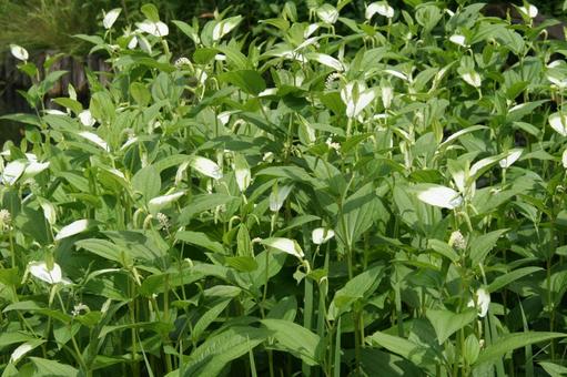 ハンゲショウ・半夏生　自然風景 水辺群生,涼しげ,葉の付け根の写真素材