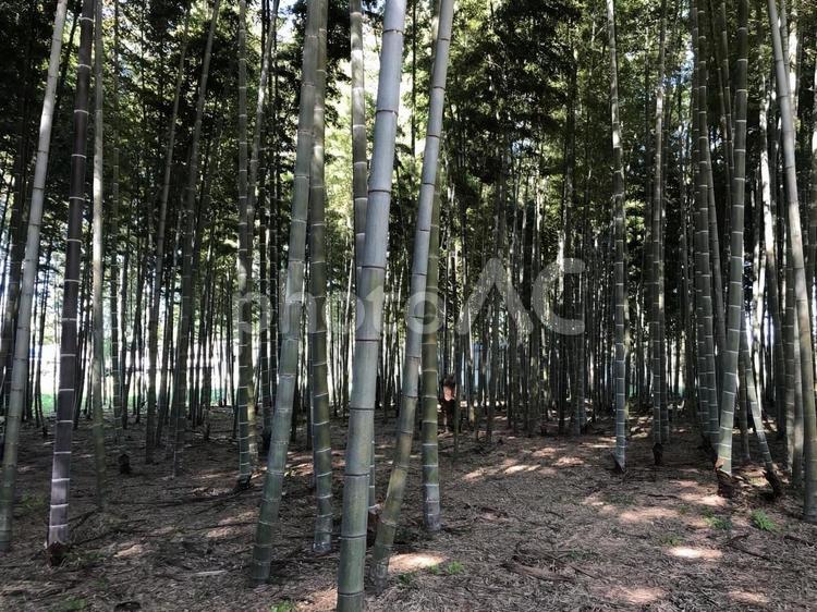 竹林　栃木 竹,林,竹林の写真素材