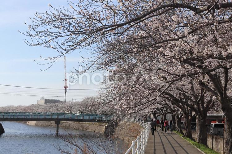 宇美町　川 宇美川,川,宇美の写真素材