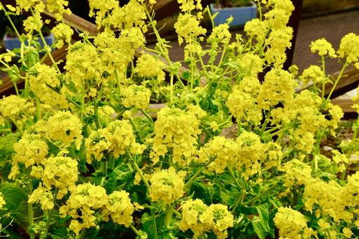 美しい菜の花 黄色い花,ボケ,植物の写真素材