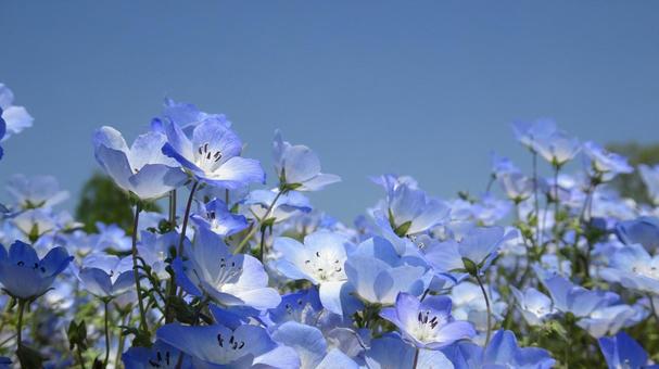 ネモフィラと青空 ネモフィラと青空の写真