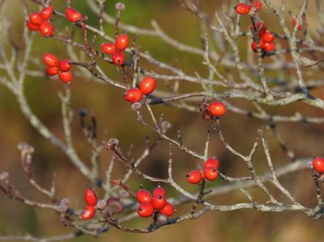 秋の風景の写真