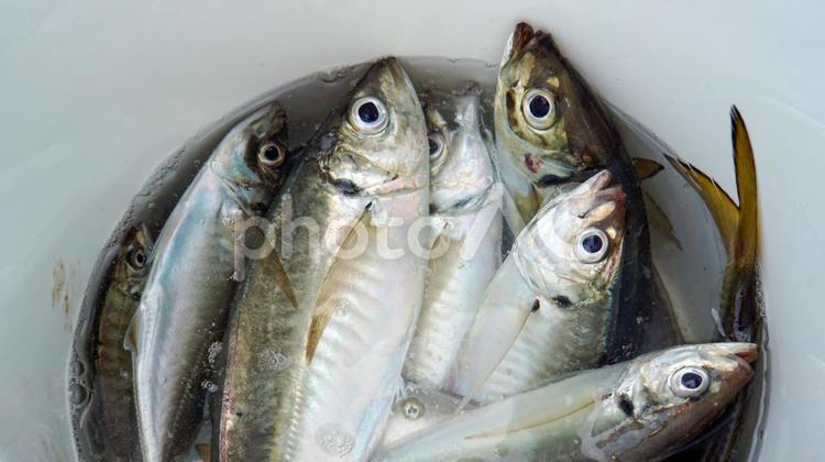 白いバケツに入った釣ったばかりのアジ 魚,アジ,生魚の写真素材