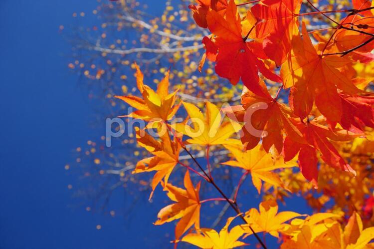 別荘の庭にある紅葉した樹木４ 紅葉,もみじ,葉の写真素材