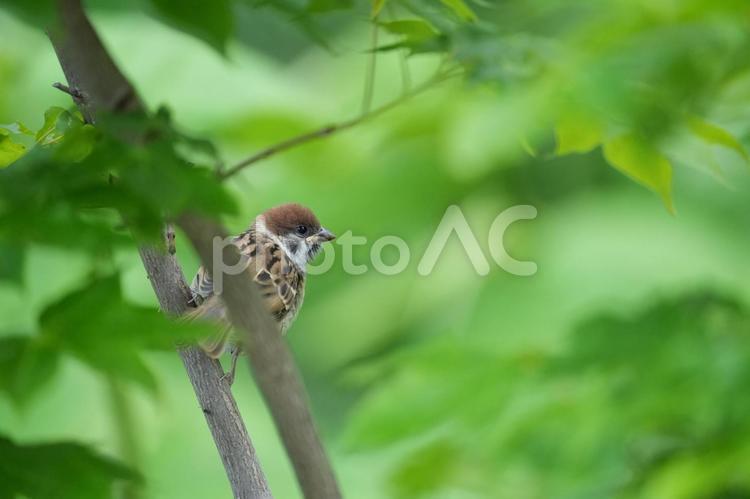スズメさんのヒナ スズメ,ヒナ,幼鳥の写真素材