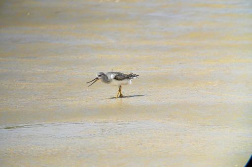 Photo, terek sandpiper, siki, total length 23 cm, 