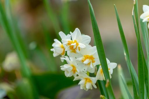 ふんわりと咲く八重咲きスイセンの花 ふんわりと咲く八重咲きスイセンの花 スイセン,八重咲き,白の写真素材